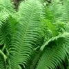 The King Ostrich Fern (Matteuccia Struthiopteris) - 1 Gallon Pot