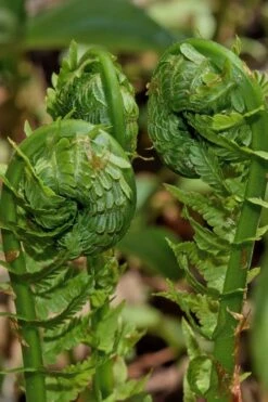 The King Ostrich Fern (Matteuccia Struthiopteris) - 1 Gallon Pot -Outlet The Ever Garden Store Matteuccia struthiopteris the king ostrich fern 7 1