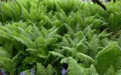 The King Ostrich Fern (Matteuccia Struthiopteris) - 1 Gallon Pot -Outlet The Ever Garden Store Matteuccia struthiopteris the king ostrich fern 8 1