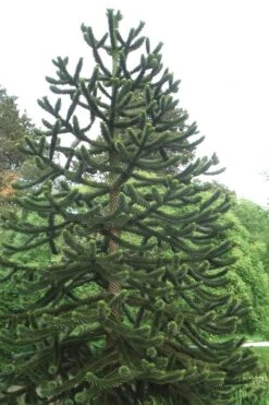 Monkey Puzzle Tree (Araucaria Auracana) - 1 Gallon Pot (8-10") 7 Monkey Puzzle Tree (Araucaria Auracana) - 1 Gallon Pot (8-10") -Outlet The Ever Garden Store Monkey Puzzle Tree 2 2