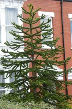 Monkey Puzzle Tree (Araucaria Auracana) - 1 Gallon Pot (8-10") 6 Monkey Puzzle Tree (Araucaria Auracana) - 1 Gallon Pot (8-10") -Outlet The Ever Garden Store Monkey Puzzle Tree 3 2
