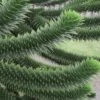Monkey Puzzle Tree (Araucaria Auracana) - 1 Gallon Pot (8-10")
