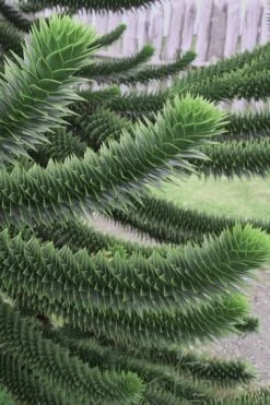 Monkey Puzzle Tree (Araucaria Auracana) - 1 Gallon Pot (8-10")