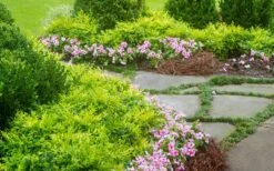 Lemon Lime Nandina - 2 Gallon Pot -Outlet The Ever Garden Store Nandina Lemon Lime 14 1