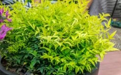 Lemon Lime Nandina - 1 Gallon Pot -Outlet The Ever Garden Store Nandina Lemon Lime 51