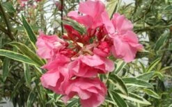 Twist Of Pink Oleander - 2 Gallon Pot -Outlet The Ever Garden Store Oleander Twist Of Pink Closeup Flower