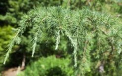Deodar Cedar - 3 Gallon Pot -Outlet The Ever Garden Store Picture Cedar Deodara 2 2