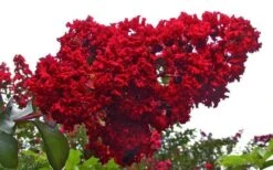Dynamite Red Crape Myrtle - 5 Gallon Pot -Outlet The Ever Garden Store Picture Crape Myrtle Dynamite 1 2