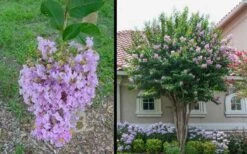 Muskogee Lavender Crape Myrtle - 5 Gallon Pot 8 Muskogee Lavender Crape Myrtle - 5 Gallon Pot -Outlet The Ever Garden Store Picture Crape Myrtle Muskogee 1 1