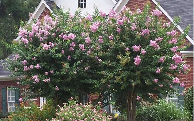 Muskogee Lavender Crape Myrtle - 5 Gallon Pot 5 Muskogee Lavender Crape Myrtle - 5 Gallon Pot - Image 5