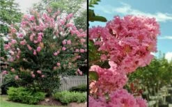 Sioux Pink Crape Myrtle - 1 Gallon Pot -Outlet The Ever Garden Store Picture Crape Myrtle Sioux Blooms 2