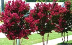 Tonto Red Crape Myrtle - 5 Gallon Pot -Outlet The Ever Garden Store Picture Crape Myrtle Tonto 2