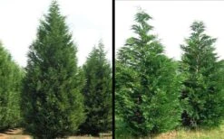 Leyland Cypress - 1 Gallon Pot -Outlet The Ever Garden Store Picture Cypress Leyland 1