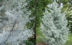 Silver Smoke Arizona Cypress - 1 Gallon Pot -Outlet The Ever Garden Store Picture Cypress Silver Smoke 2