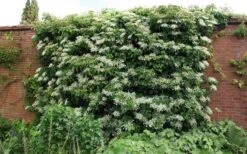 Moonlight Climbing Hydrangea - 1 Gallon Pot -Outlet The Ever Garden Store Picture Hydrangea Climbing Petiolaris 5 1