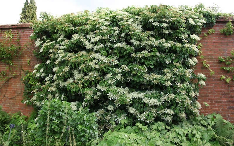Moonlight Climbing Hydrangea - 5 Gallon Pot 9 Moonlight Climbing Hydrangea - 5 Gallon Pot - Image 9