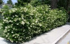Wavy Leaf Ligustrum Recurvifolium - 1 Gallon Pot -Outlet The Ever Garden Store Picture Ligustrum Wavy Leaf Hedge
