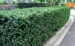 Emerald Snow Loropetalum (Chinese Fringeflower) - 3 Gallon Pot -Outlet The Ever Garden Store Picture Loropetalum Emerald Snow Hedge 1