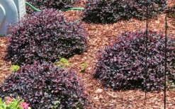 Purple Daydream Dwarf Loropetalum - 3 Gallon Pot -Outlet The Ever Garden Store Picture Loropetalum Purple Daydream 3