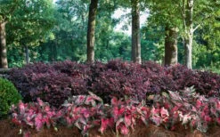 Purple Diamond Loropetalum - 1 Gallon Pot -Outlet The Ever Garden Store Picture Loropetalum Purple Diamond Shrubs Background Hedge 2