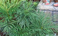 Soft Caress Mahonia - 1 Gallon Pot -Outlet The Ever Garden Store Picture Mahonia Soft Caress Foliage 1