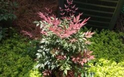 Obsession Nandina - 1 Gallon Pot -Outlet The Ever Garden Store Picture NandinaObsession 4