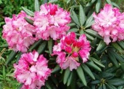 Southgate 'Brandi' Rhododendron - 2 Gallon Pot -Outlet The Ever Garden Store Picture Rhododendron Southgate Brandi 2