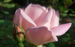 The Georgia Peach Shrub Rose - 1 Gallon Pot -Outlet The Ever Garden Store Picture Rose Georgia Peach 2