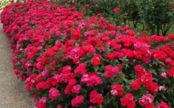 Original Red Knock Out Rose - 3 Gallon Pot -Outlet The Ever Garden Store Picture Rose Knock Out Red 5 1