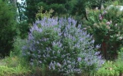 Blue Chaste Tree - Vitex Agnus-castus - 3 Gallon Pot -Outlet The Ever Garden Store Picture Vitex Chaste Tree 4