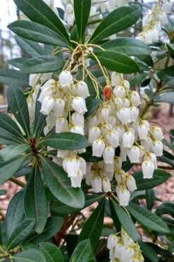 Mountain Snow Pieris - 1 Gallon Pot -Outlet The Ever Garden Store Pieris Mountain Snow 10 1