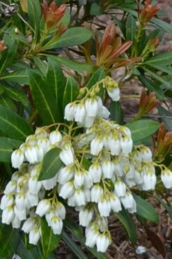 Mountain Snow Pieris - 2 Gallon Pot -Outlet The Ever Garden Store Pieris Mountain Snow 12