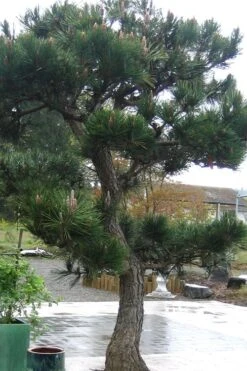 Japanese Black Pine - Pinus Thunbergii - 3 Gallon Pot -Outlet The Ever Garden Store Pine Japanese Black 11