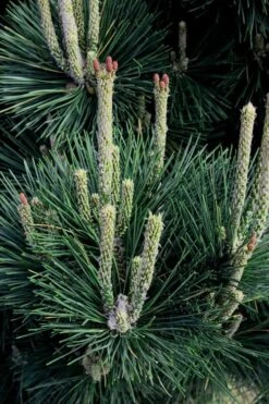 Japanese Black Pine - Pinus Thunbergii - 3 Gallon Pot -Outlet The Ever Garden Store Pine Japanese Black 29