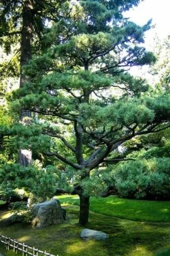 Japanese Black Pine - Pinus Thunbergii - 3 Gallon Pot -Outlet The Ever Garden Store Pine Japanese Black 5