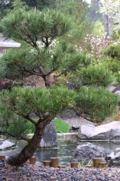 Japanese Black Pine - Pinus Thunbergii - 3 Gallon Pot -Outlet The Ever Garden Store Pine Japanese Black 7