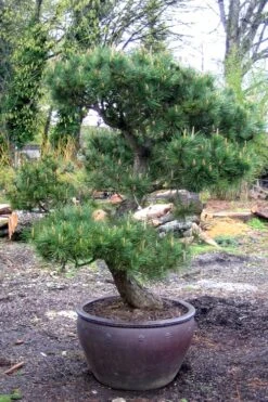 Japanese Black Pine - Pinus Thunbergii - 3 Gallon Pot -Outlet The Ever Garden Store Pine Japanese Black In Pot 1