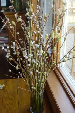 White Flowering Pussy Willow - Salix Caprea - 2 Gallon Pot -Outlet The Ever Garden Store Pussy Willow White 13