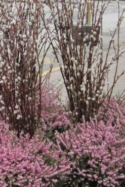 White Flowering Pussy Willow - Salix Caprea - 2 Gallon Pot -Outlet The Ever Garden Store Pussy Willow White 14