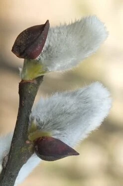 White Flowering Pussy Willow - Salix Caprea - 2 Gallon Pot -Outlet The Ever Garden Store Pussy Willow White 3