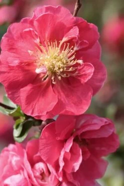 Double Take Pink Storm Flowering Quince - 2 Gallon Pot 9 Double Take Pink Storm Flowering Quince - 2 Gallon Pot -Outlet The Ever Garden Store Quince Double Take Pink 1