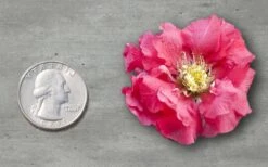 Double Take Pink Storm Flowering Quince - 2 Gallon Pot 8 Double Take Pink Storm Flowering Quince - 2 Gallon Pot -Outlet The Ever Garden Store Quince Double Take Pink 11