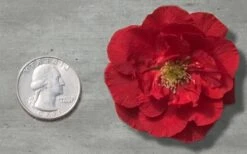 Double Take 'Scarlet' Flowering Quince - 2 Gallon Pot -Outlet The Ever Garden Store Quince Double Take Red 11