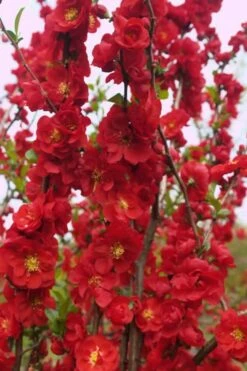 Double Take 'Scarlet' Flowering Quince - 2 Gallon Pot -Outlet The Ever Garden Store Quince Double Take Scarlet 5