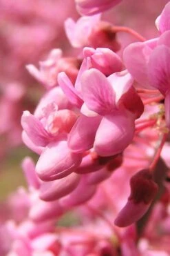 Carolina Sweetheart Eastern Redbud Tree - 3 Gallon Pot -Outlet The Ever Garden Store Redbud Carolina Sweetheart 13 1