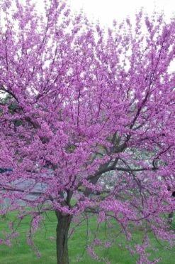 Eastern Redbud - 5 Gallon Pot