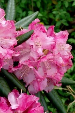 Southgate 'Brandi' Rhododendron - 2 Gallon Pot -Outlet The Ever Garden Store Rhododednron Southgate Rrandi 5