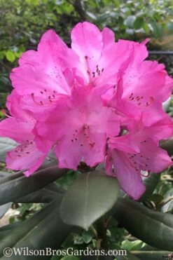 Southgate 'Radiance' Rhododendron - 3 Gallon Pot