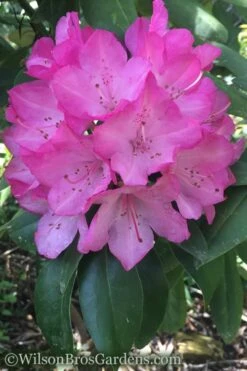 Southgate 'Radiance' Rhododendron - 3 Gallon Pot -Outlet The Ever Garden Store Rhododendron Southgate Radiance 4 500x750 1