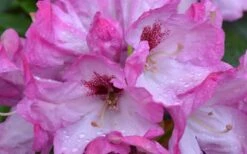 Southgate 'Radiance' Rhododendron - 3 Gallon Pot -Outlet The Ever Garden Store Rhododendron Southgate Radiance Closeup